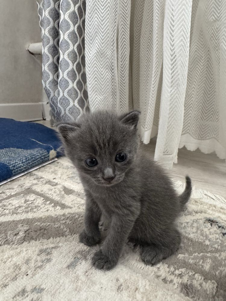 Отдаю котят в хорошие руки