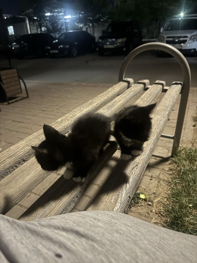 Сүйкімді мысықтар