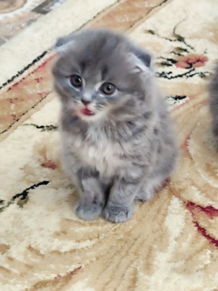 Котята пародистые