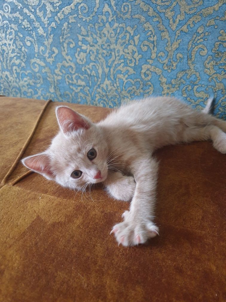 Котёнок в добрые ручки