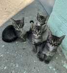 Отдаем котят в добрые руки (до 2 месяцев)