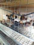 Продам домашних цыплят ( несушки)