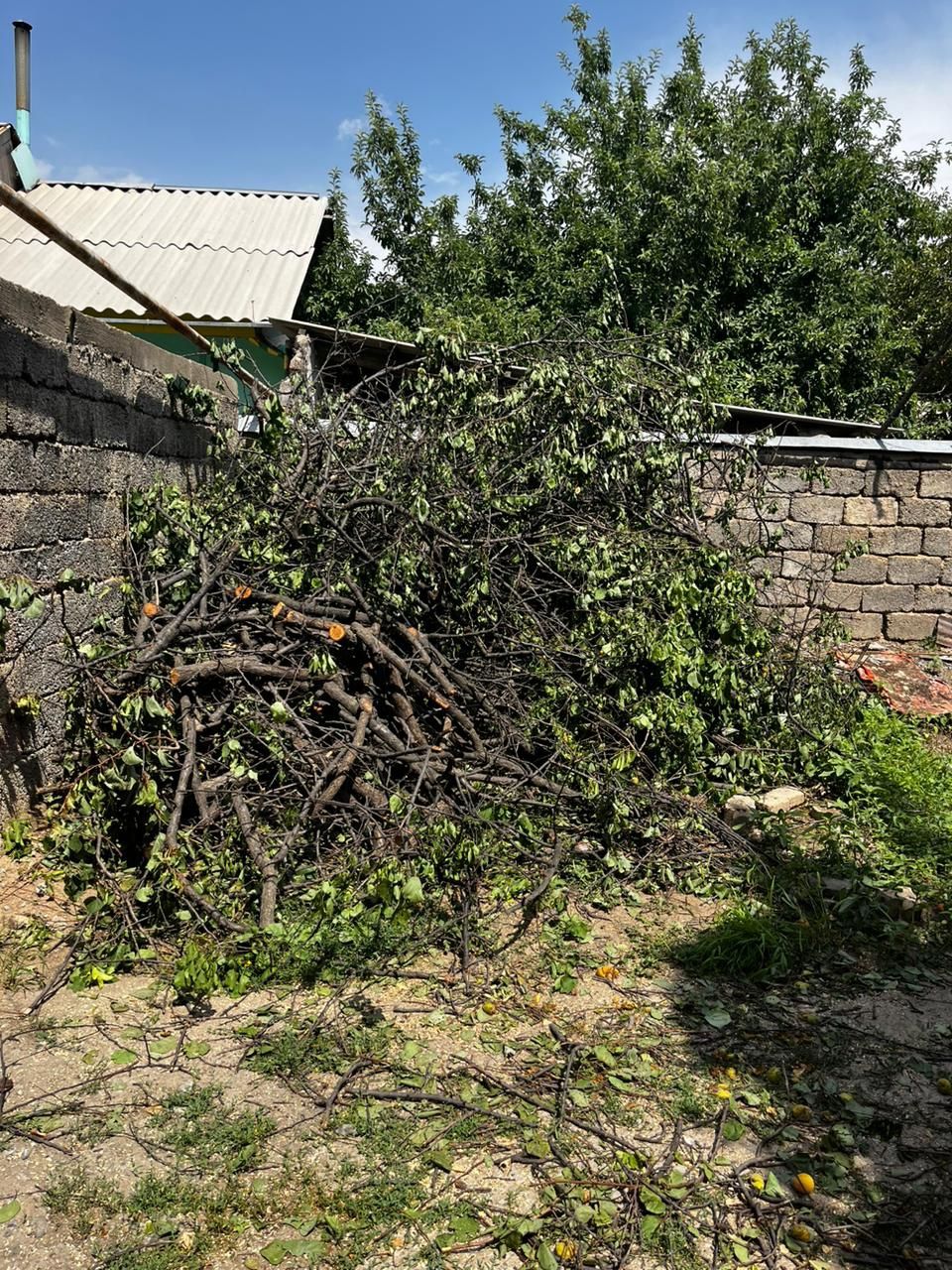 Дрова. Самовывоз