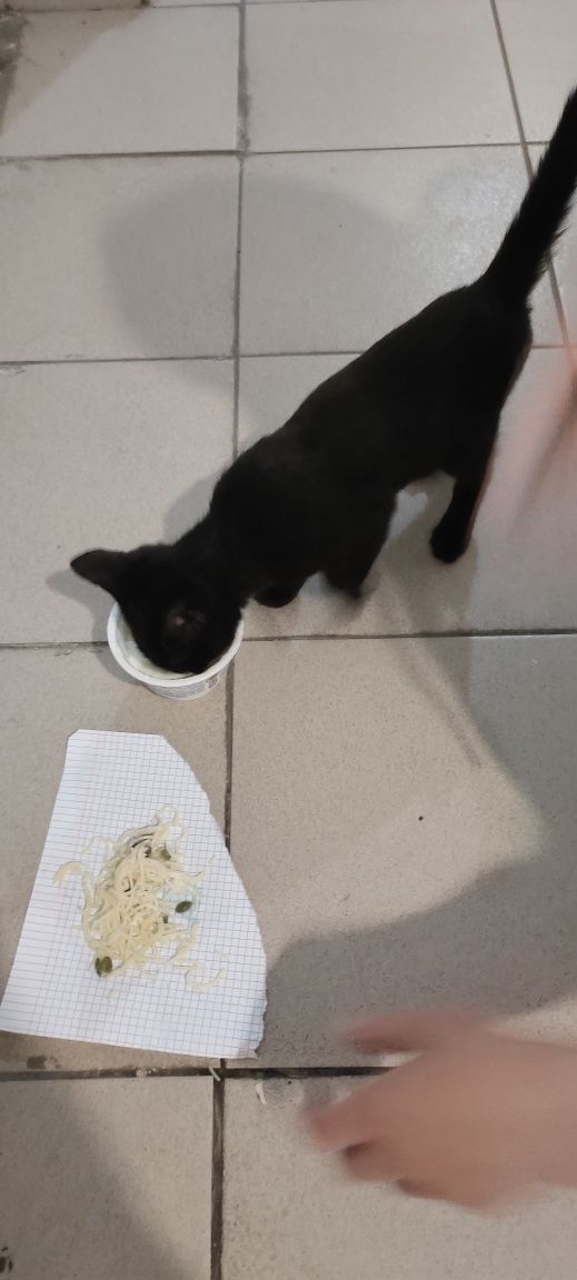 Котенок приносящий удачу