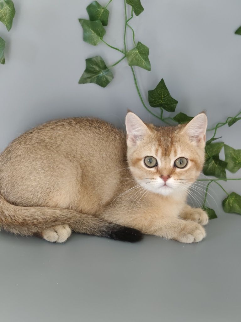 Котик Шиншилла 3 мес ny25