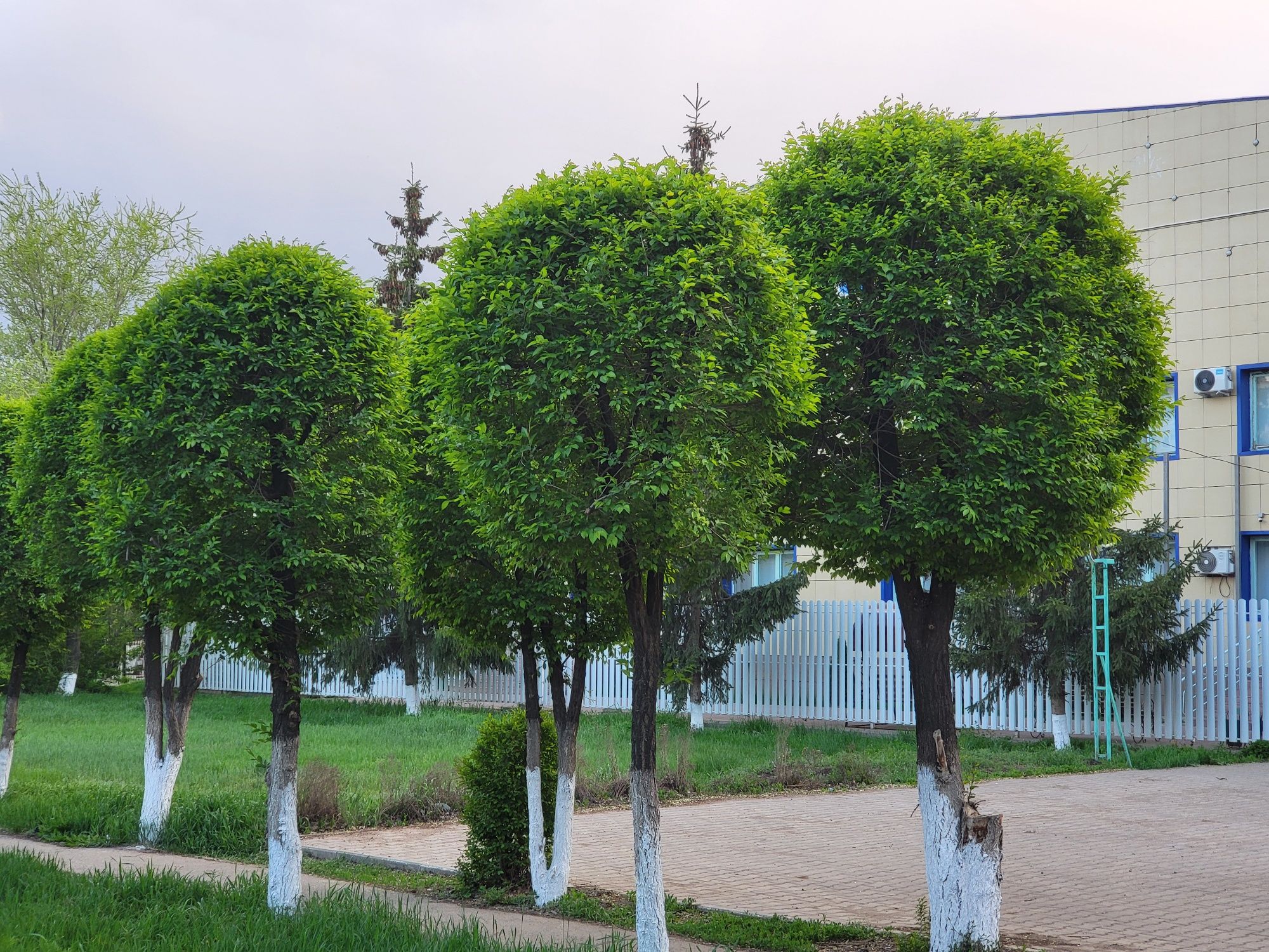 Стрижка, формовка живой изгороди, кустарников