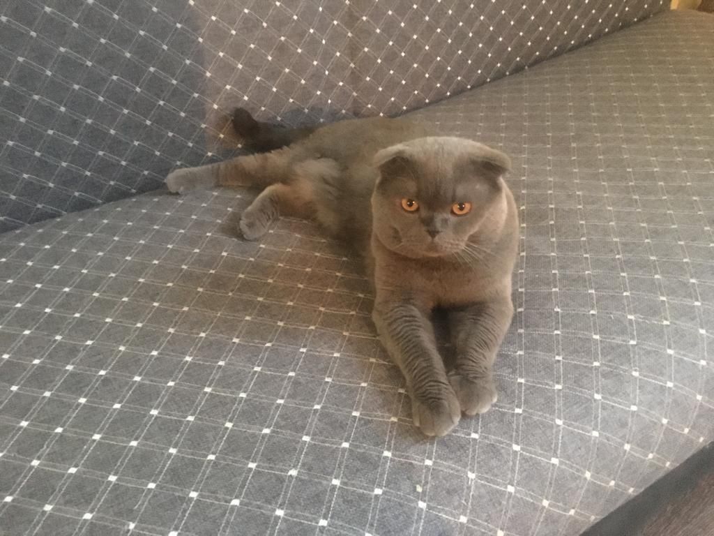 Шотландский вислоухий кот на вязку