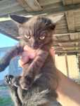 Отдадим котят в добрые руки!
