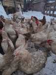 Продам кусочек несушек