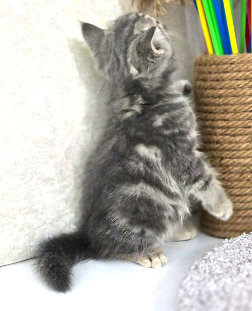 Шотландские и британские котята