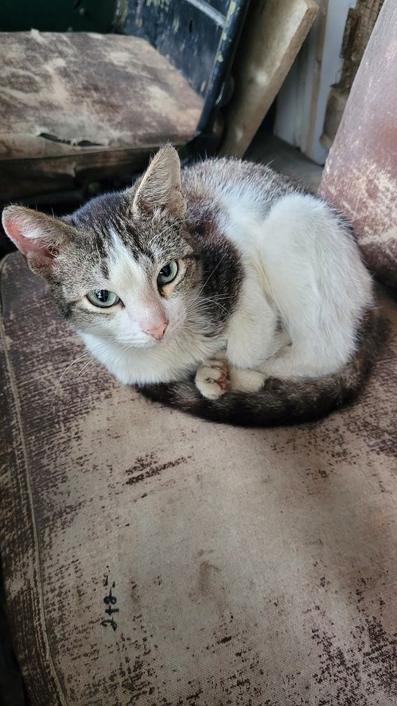 Отдам котёнка в добрые руки