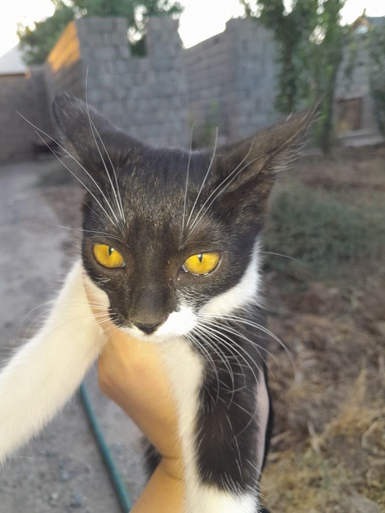 Отдам котят в хорошие руки