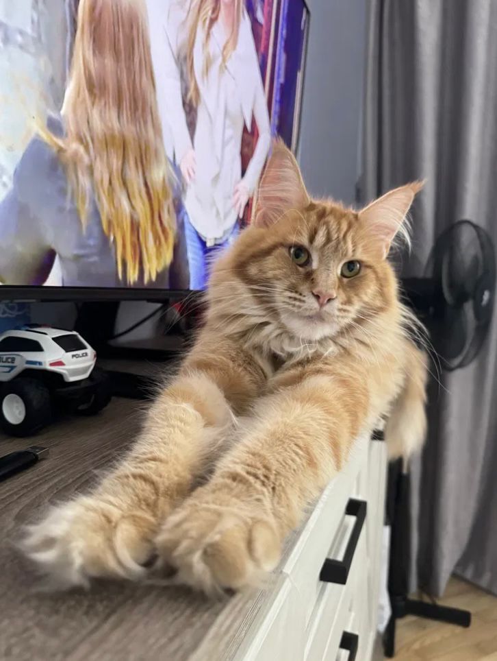 Котенок мейн-куна