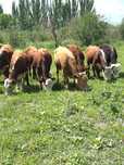 Продам красных белоголовых бычков