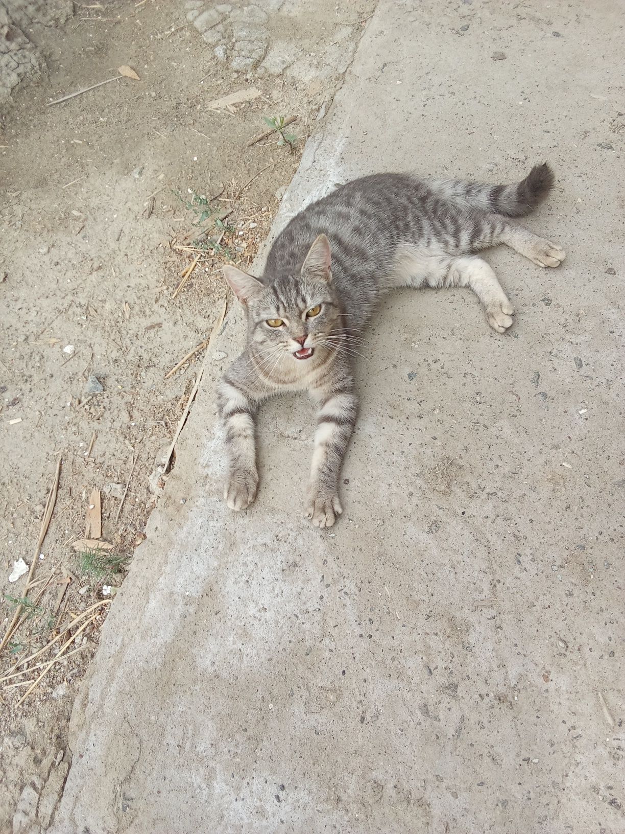 Отдам даром, котика