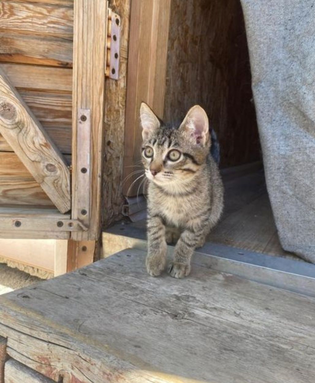 Отдам котенка в хорошие руки