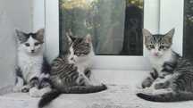 Отдам Бесплатно Котят