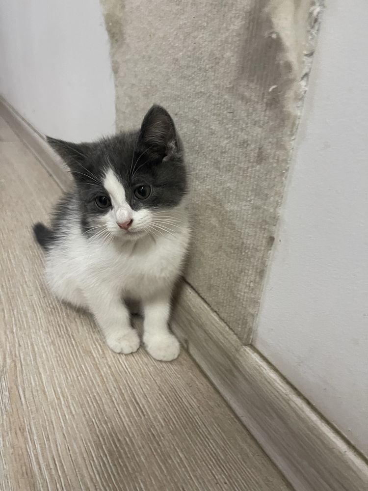 Котенок ищет добрые руки!