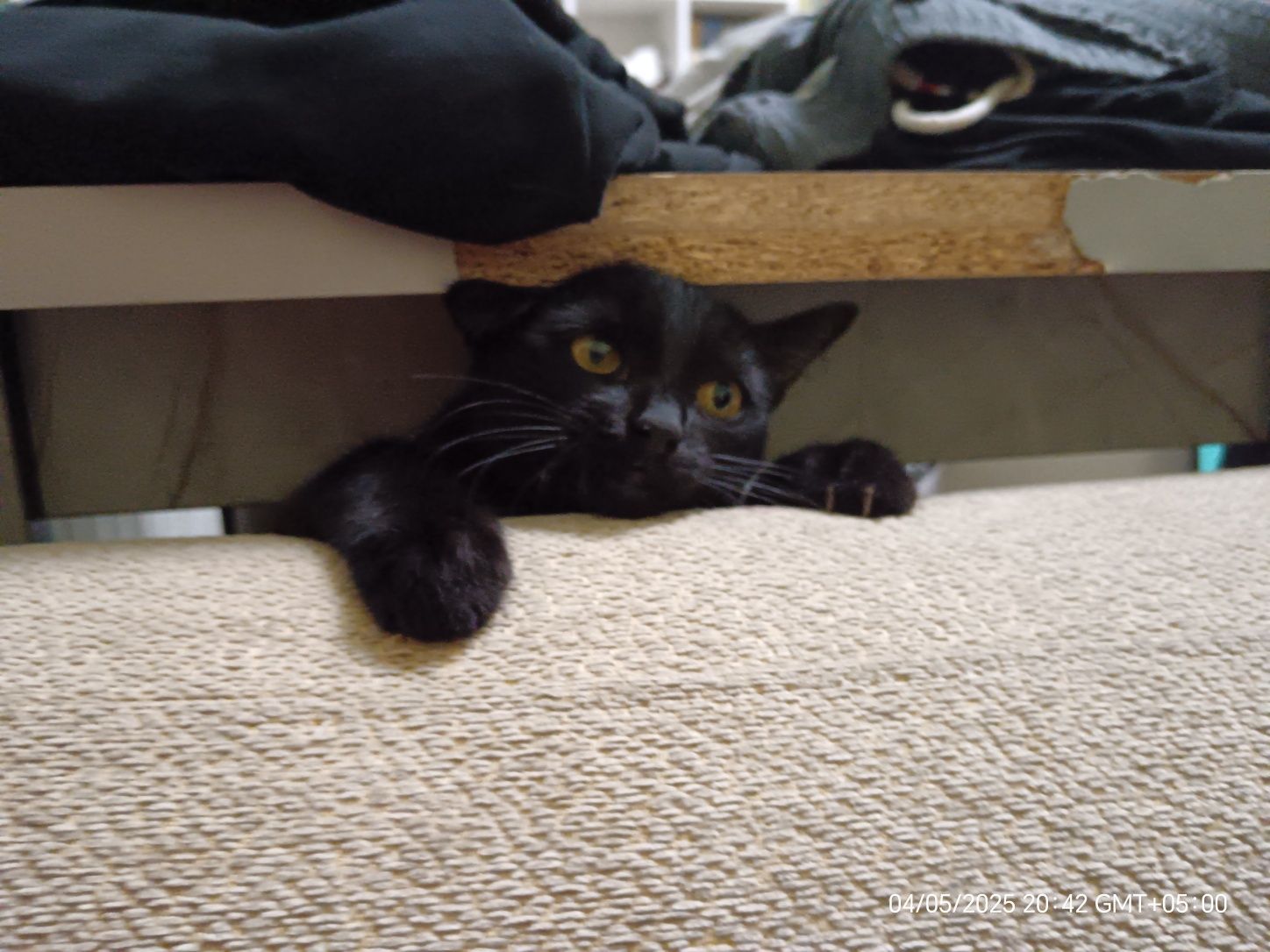 Кота в хорошие руки