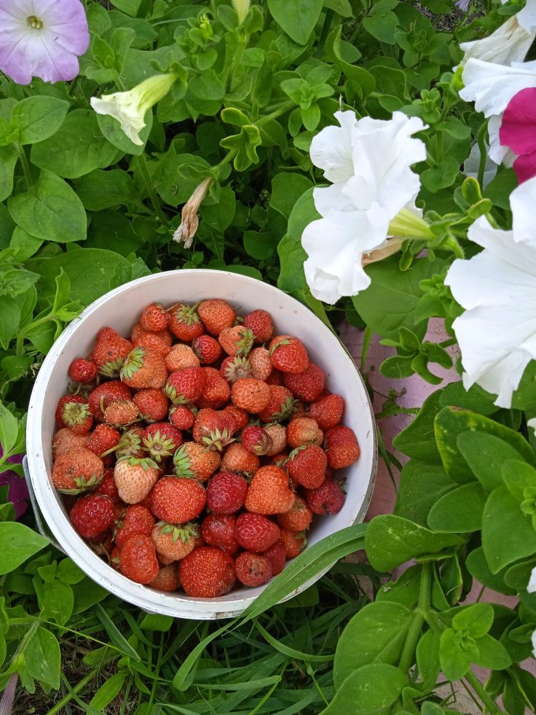 Продам частный дом (особняк) п.Владимировка
