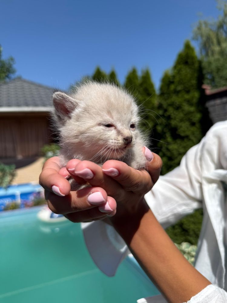 Вислоухие котята