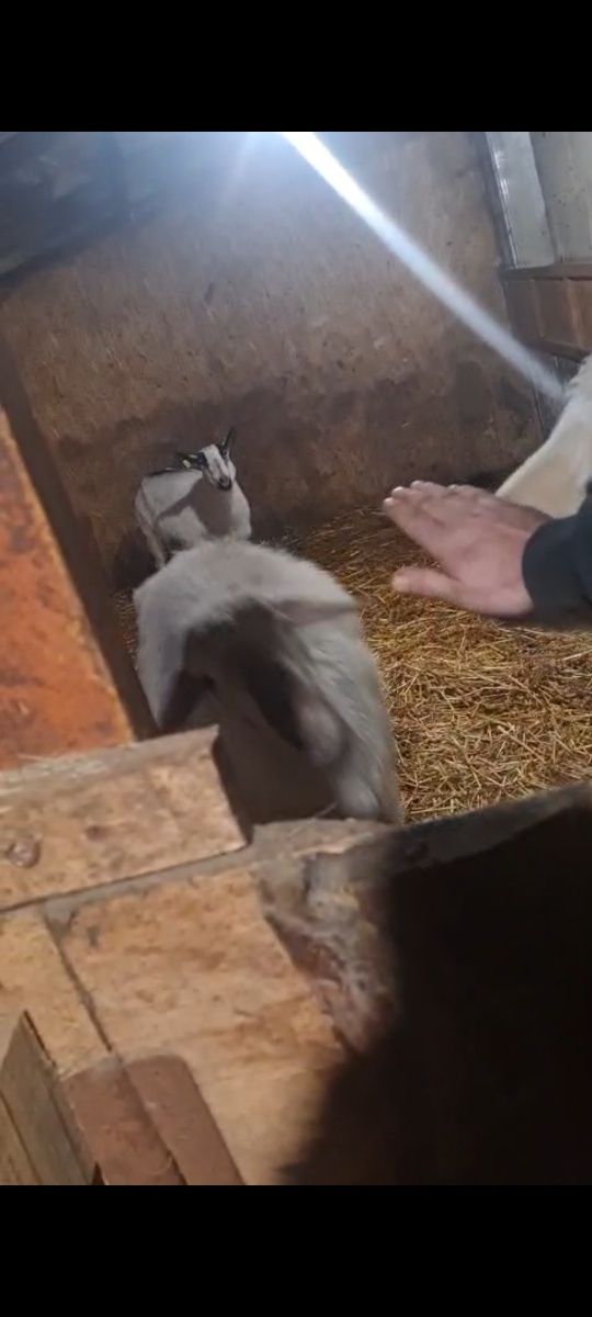 Кошкар гесарской породы
