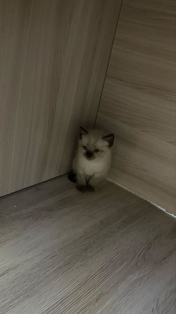 Котики в хорошие руки