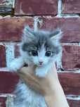Милые котята ищут дом