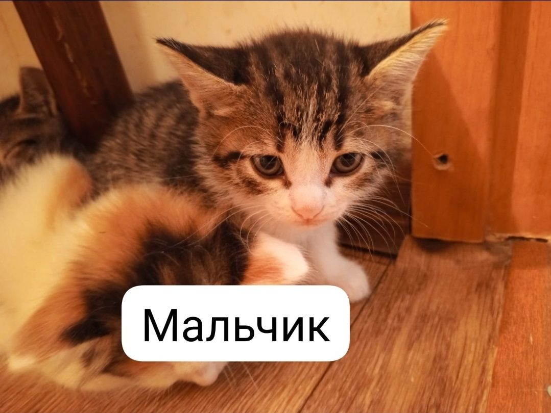Котята Мальчики в добырые руки