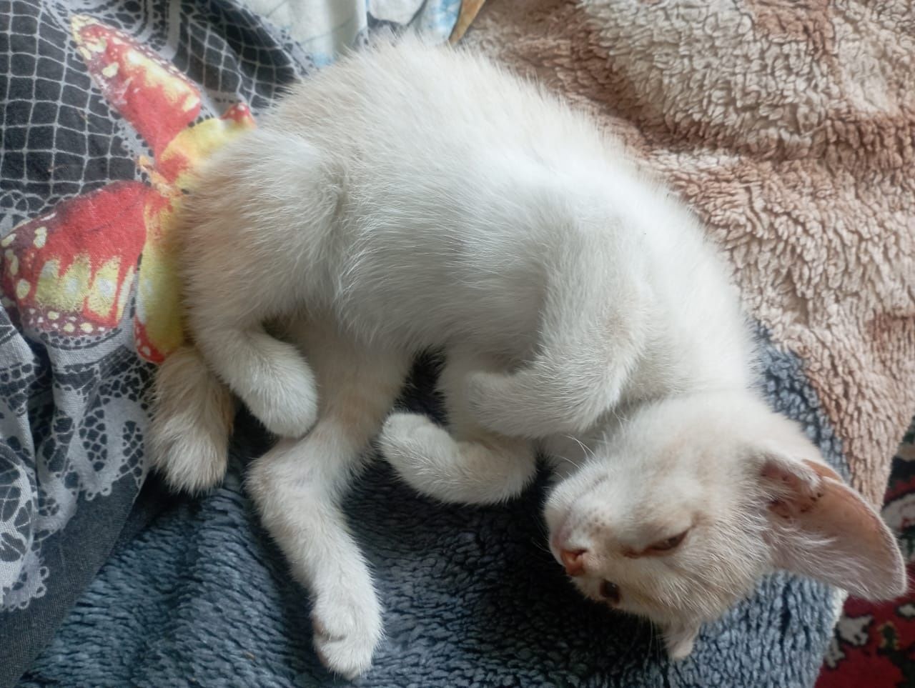 Кошечка ищет дом