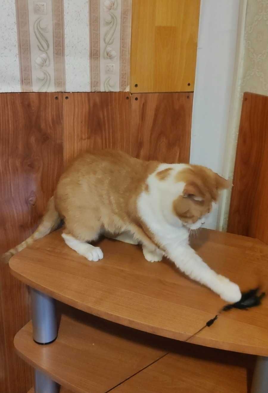 Обаятельный бело-рыжий котик ищет дом