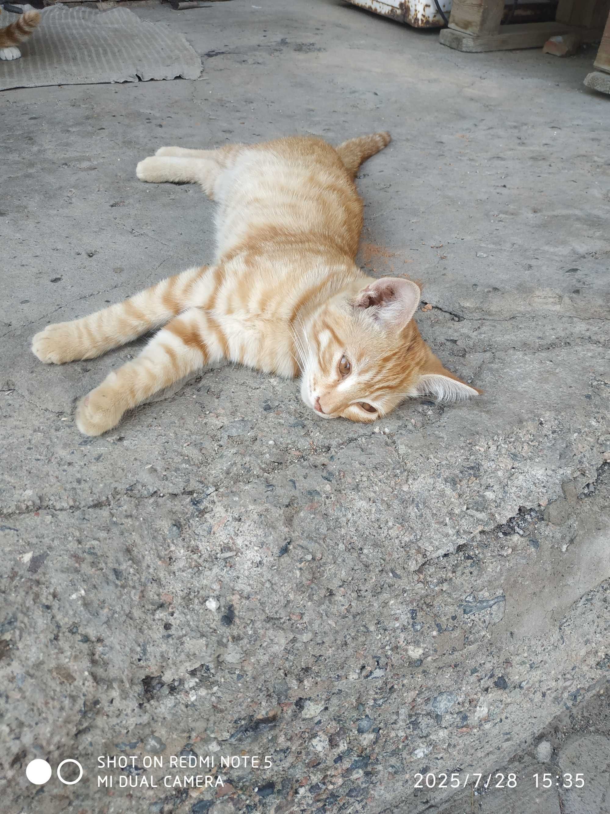 Отдам бесплатно котят