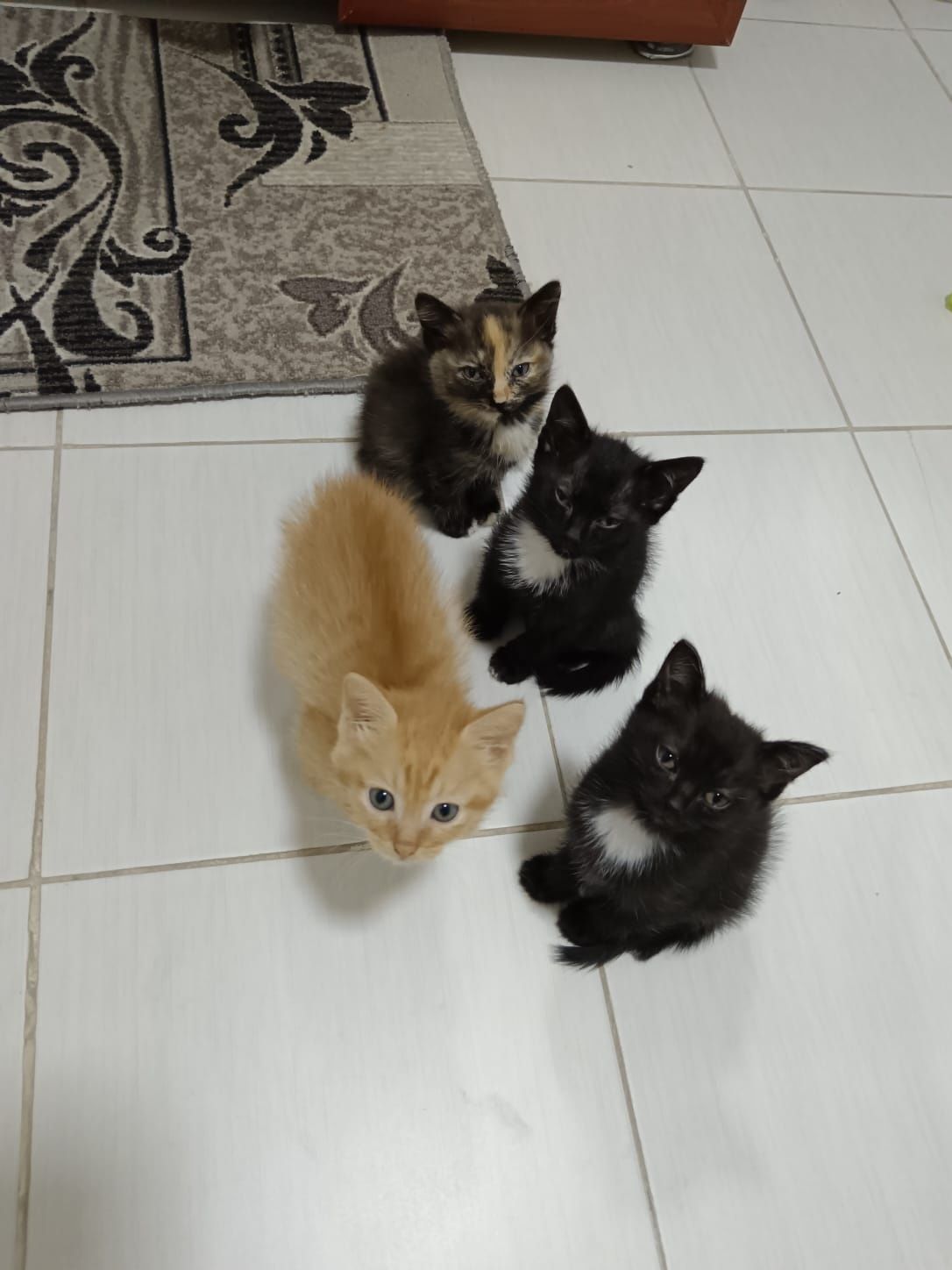 Котята,  веселые девчята
