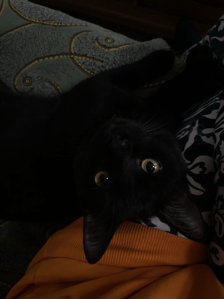 Отдам кота