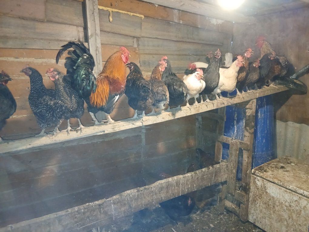 Продам домашний курица