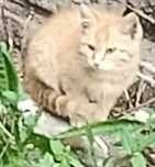 Отдам в добрые руки котят  рыжие