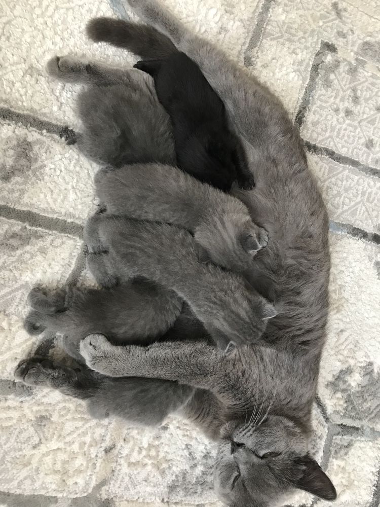 Котят британцы домашние