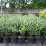 Кизильник блестящий ( cotoneaster lucidus)