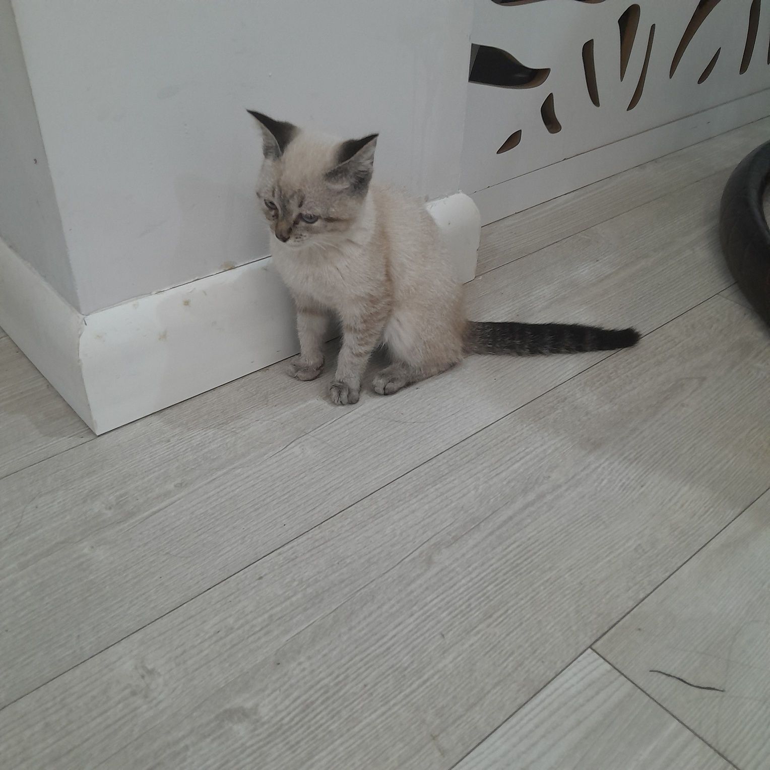 Отдам прекрасного котенка