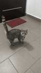 отдам кота в добрые руки