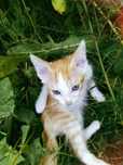 котенок 3-х месячный