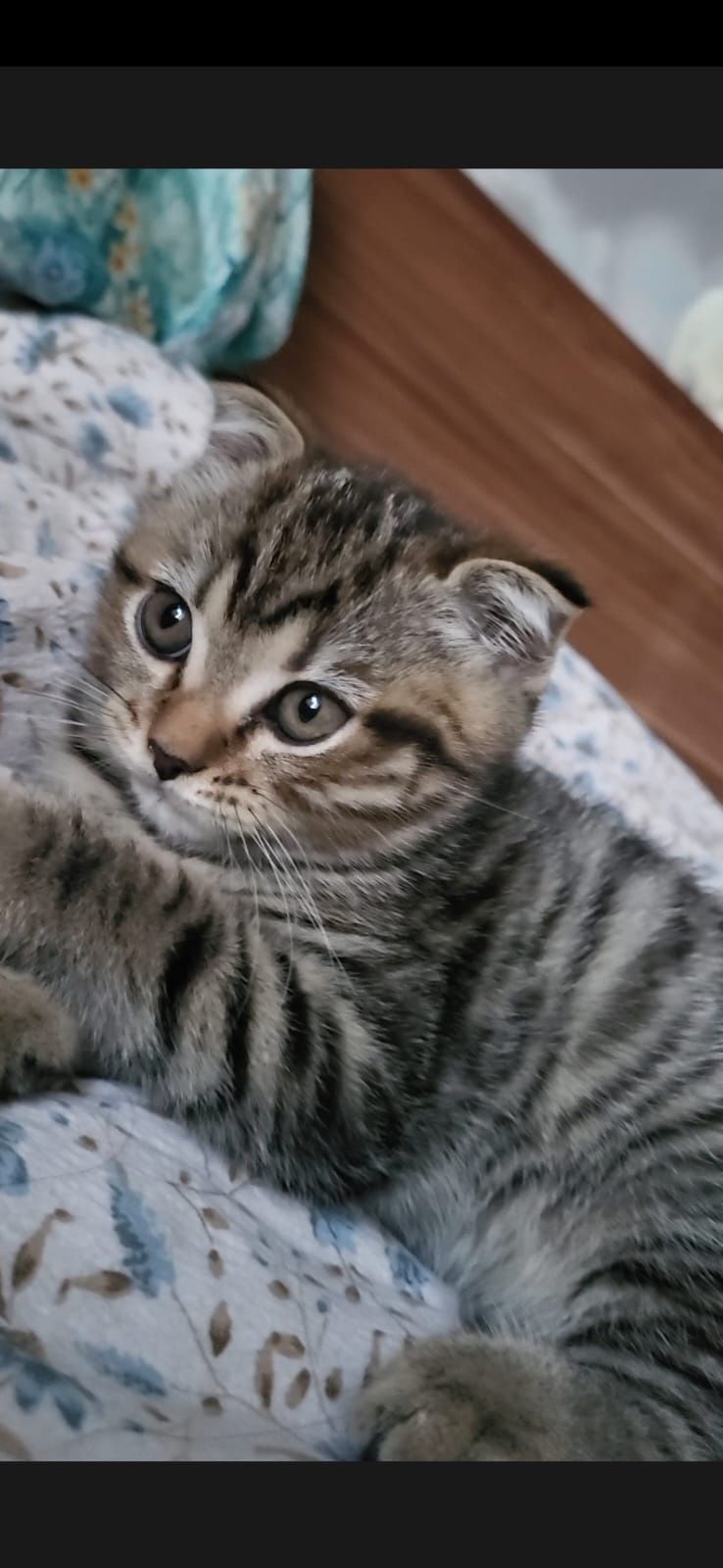 Котенок чистокровная  британка