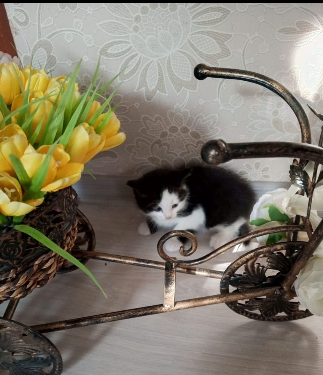 Котята от породистой мамы