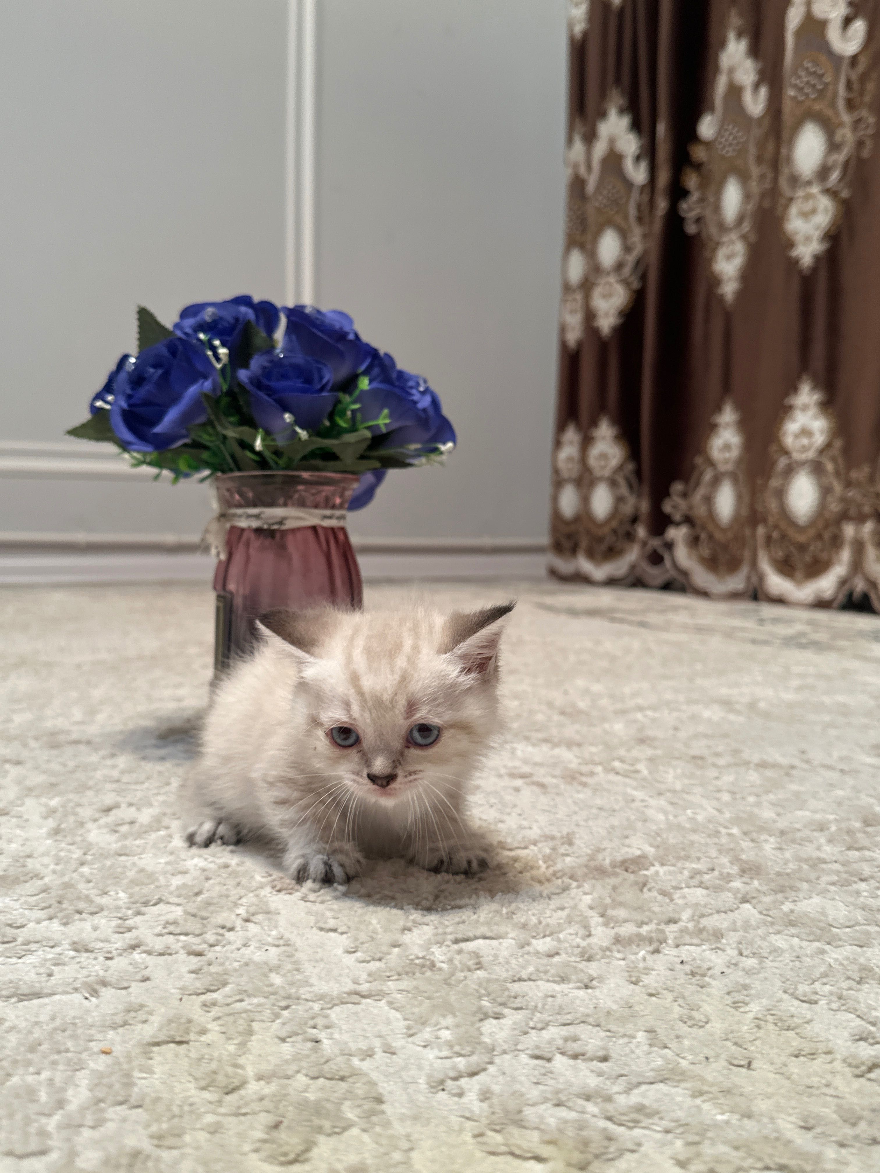 Браитански кошка