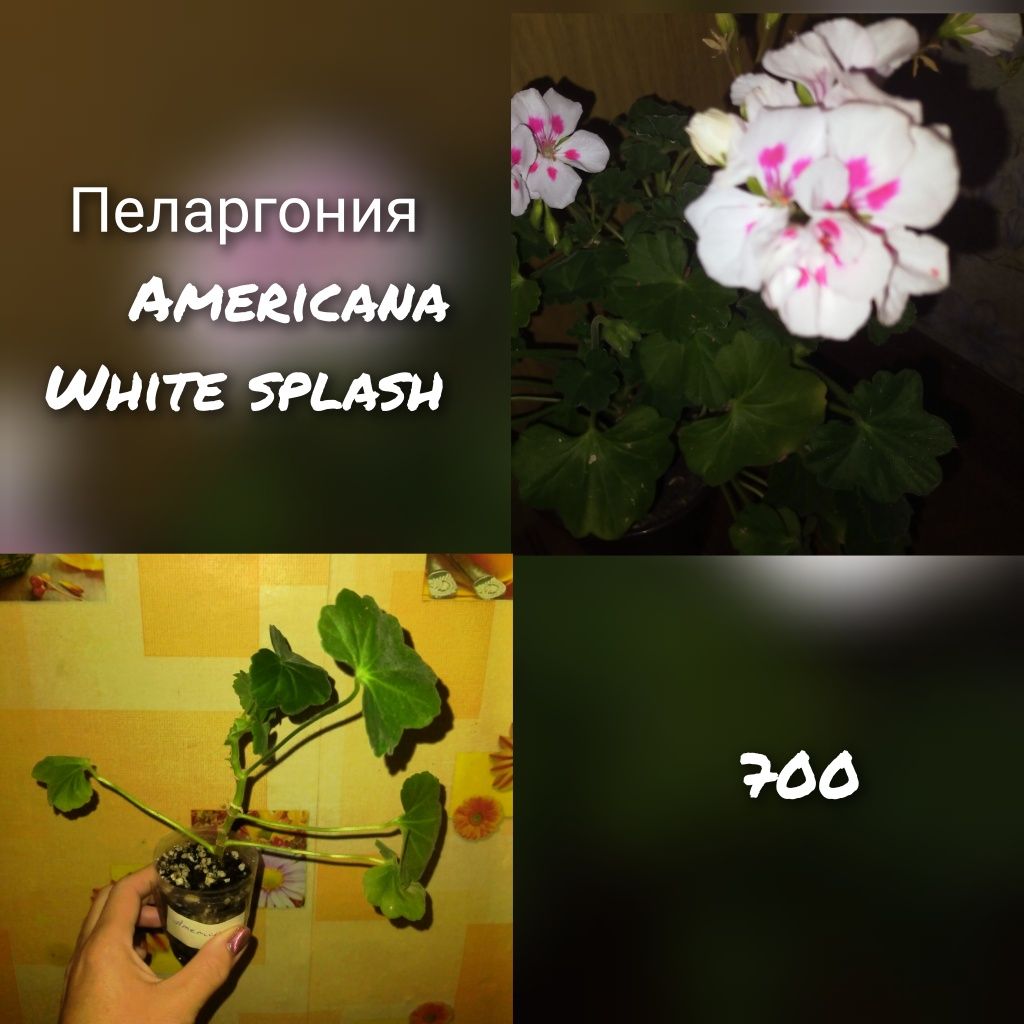 Комнатные растения
