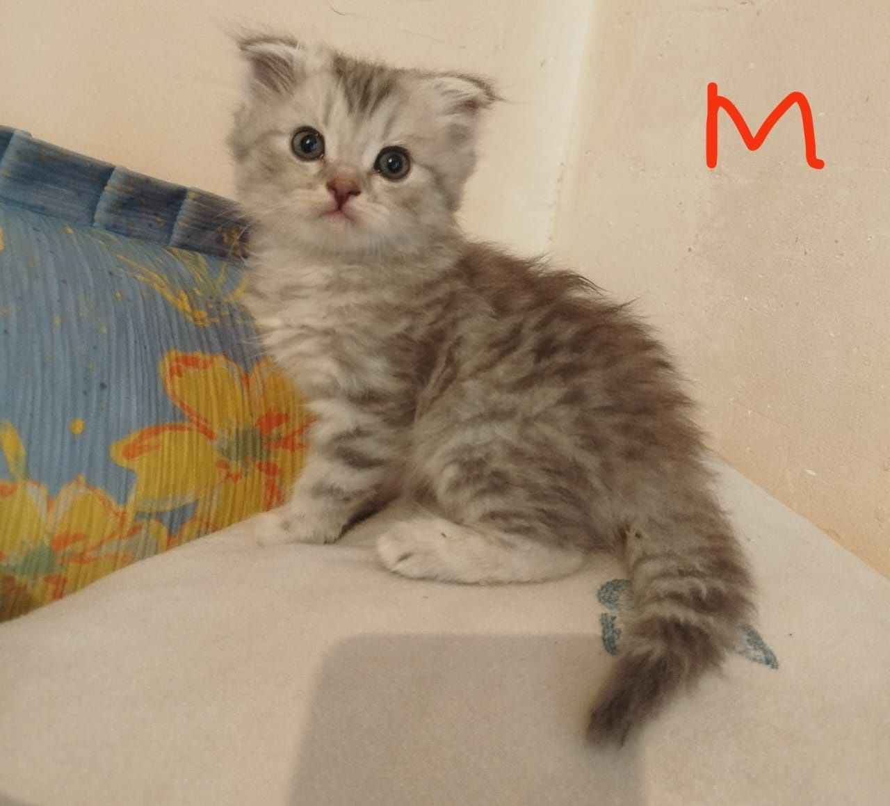 Котята от вислоухой кошки.