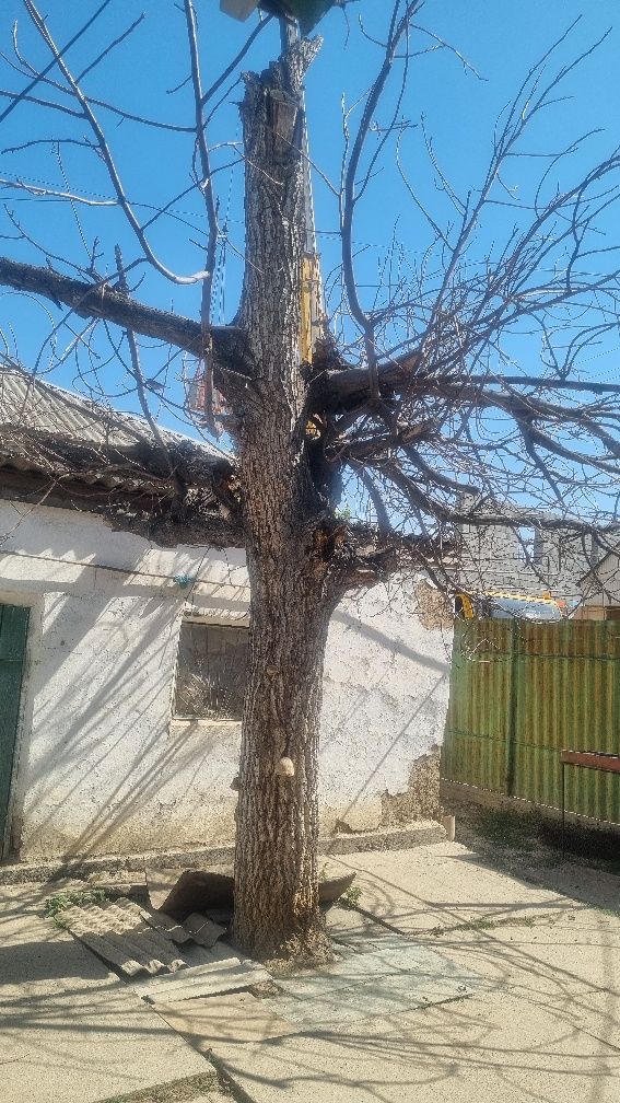 Дрова бесплатно.
