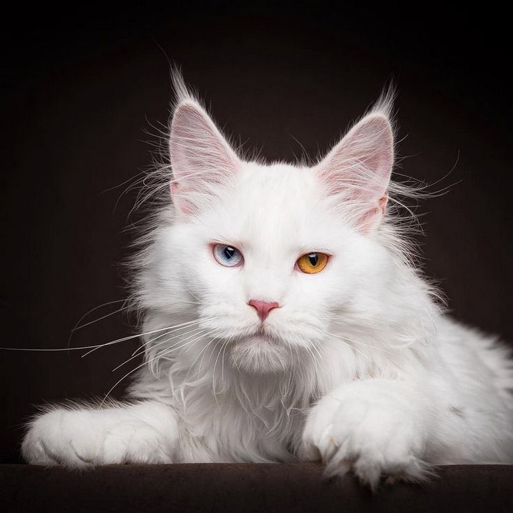 БЕЛОСНЕЖКИ - мейн кунчики ! Котята