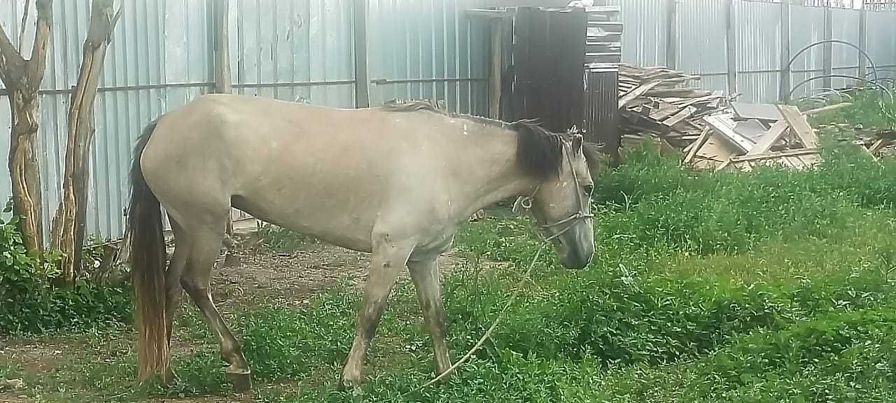 Продам лошадь (бие) 4 года