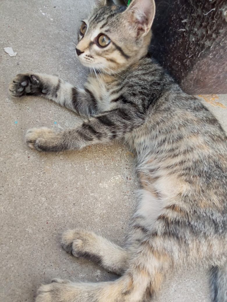 Отдам котенка в добрые руки
